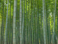 Bamboo