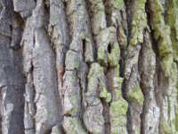 Tree bark