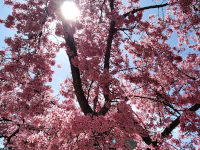 Cherry tree 1