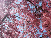 Cherry tree 2
