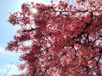 Cherry tree 3
