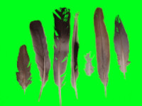Bird feathers
