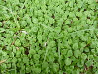 Small flower leaves