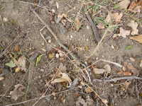 Forest ground