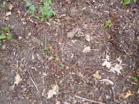 Forest ground with leaves and branches