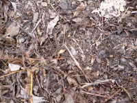 Forest ground with branches