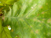 A leaf