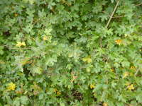 Small bush leaves