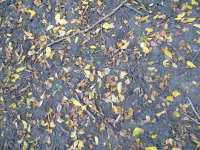 Forest ground with leaves