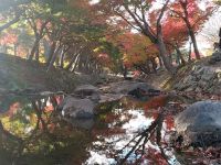 Japanese red maples