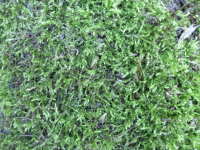 Moss macro
