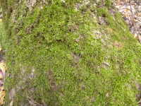 Moss on the tree