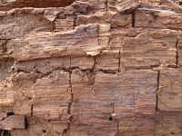 Old tree wood