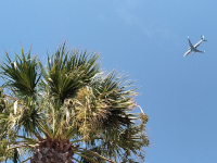 Palm plane