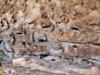 Old tree wood 3