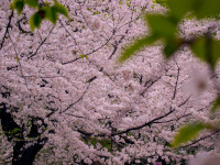 Sakura cherry blossoms