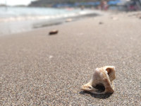 Shell at the beach