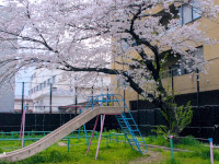 Slide under Japanese sakura