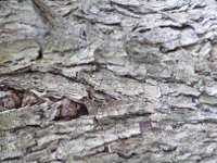 Tree bark 2