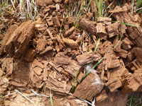 Tree chips or splinters