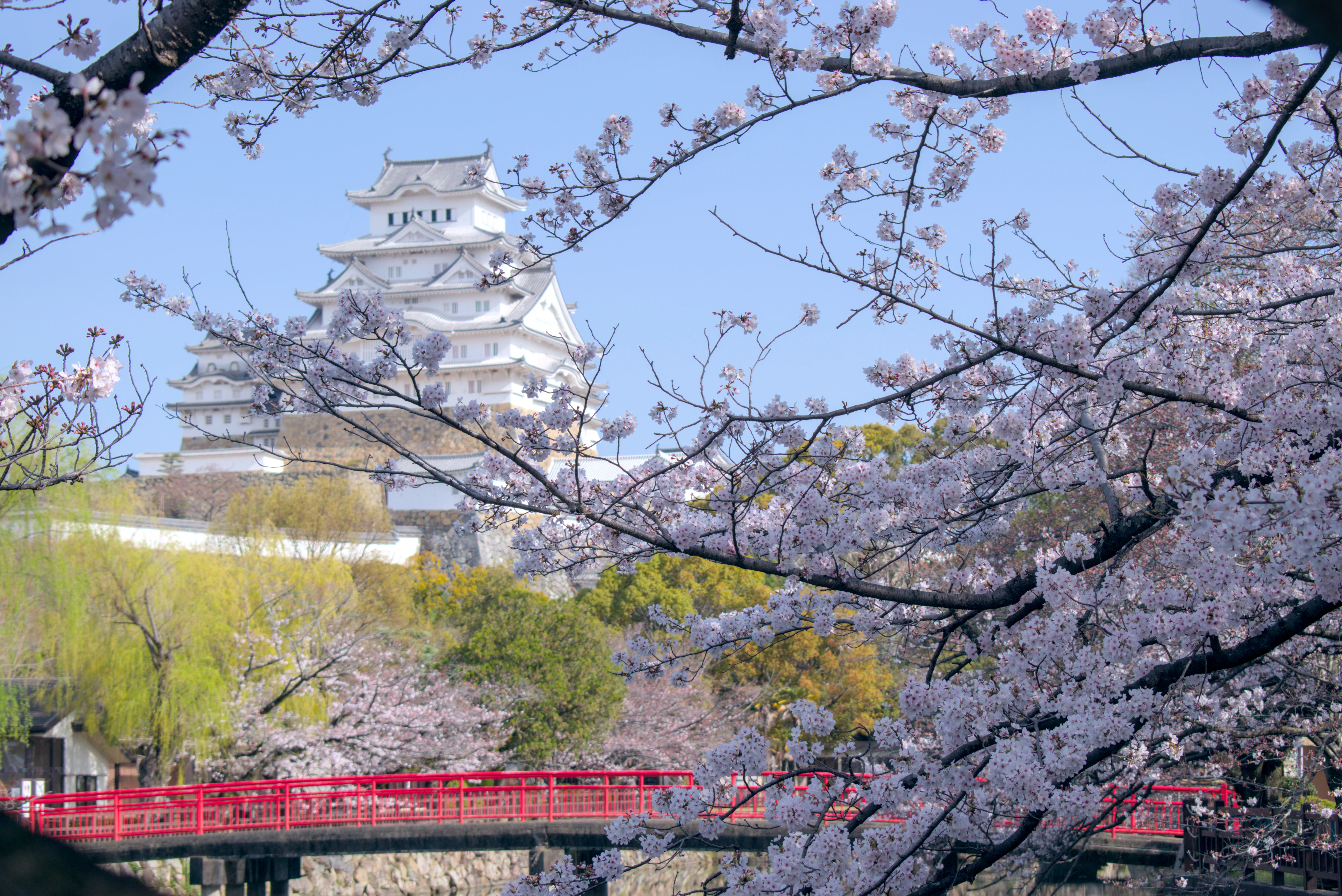 Himeji castle in hanami sakura season. One of the oldest still standing castles in Japan.