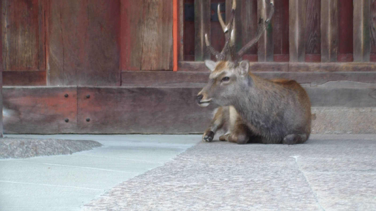 Sacred deer in Nara