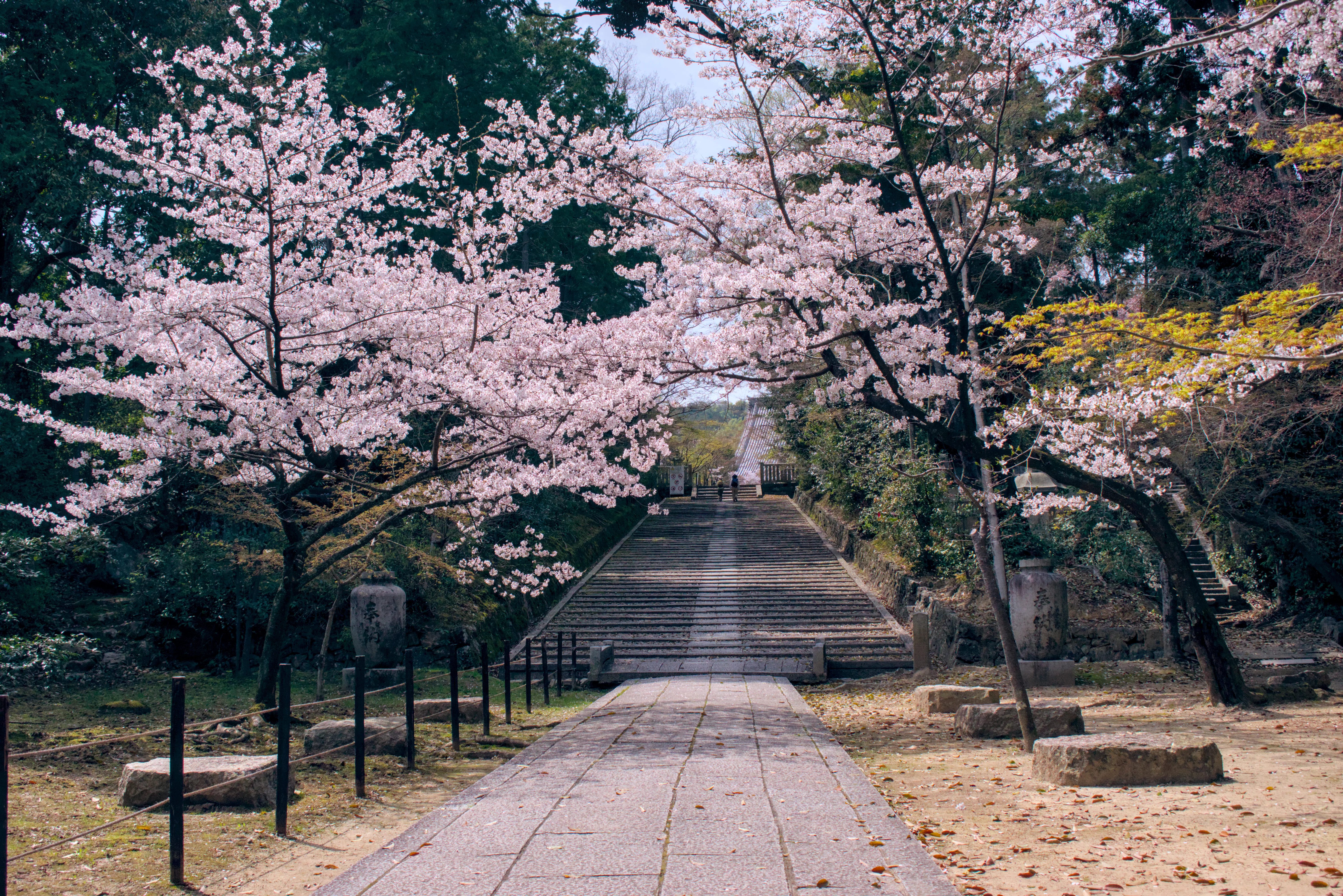 Komyo-ji is a great temple to visit in both Sakura and Red Leaves season.