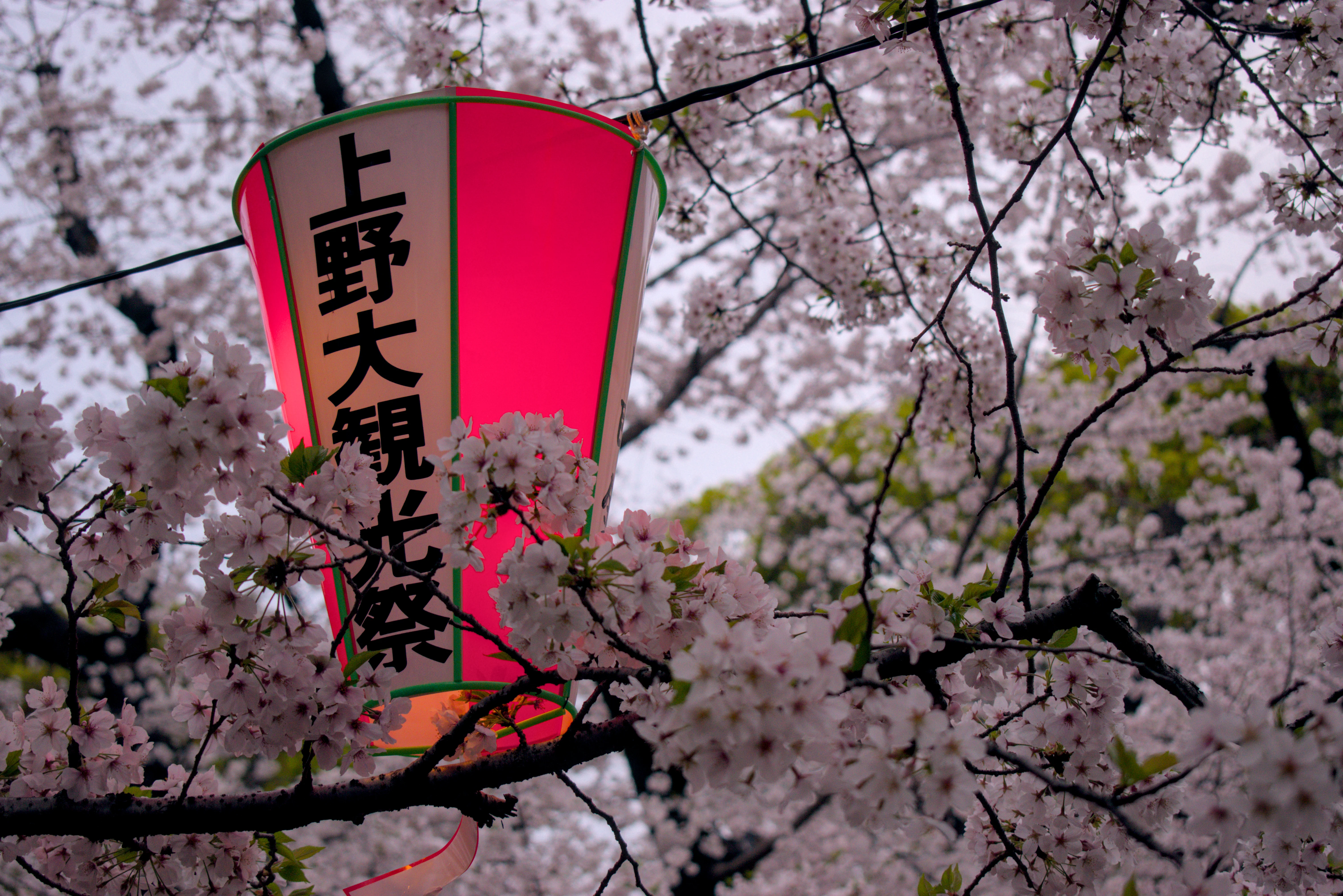 A lantern in the midst of sakura blossoms in Tokyo.