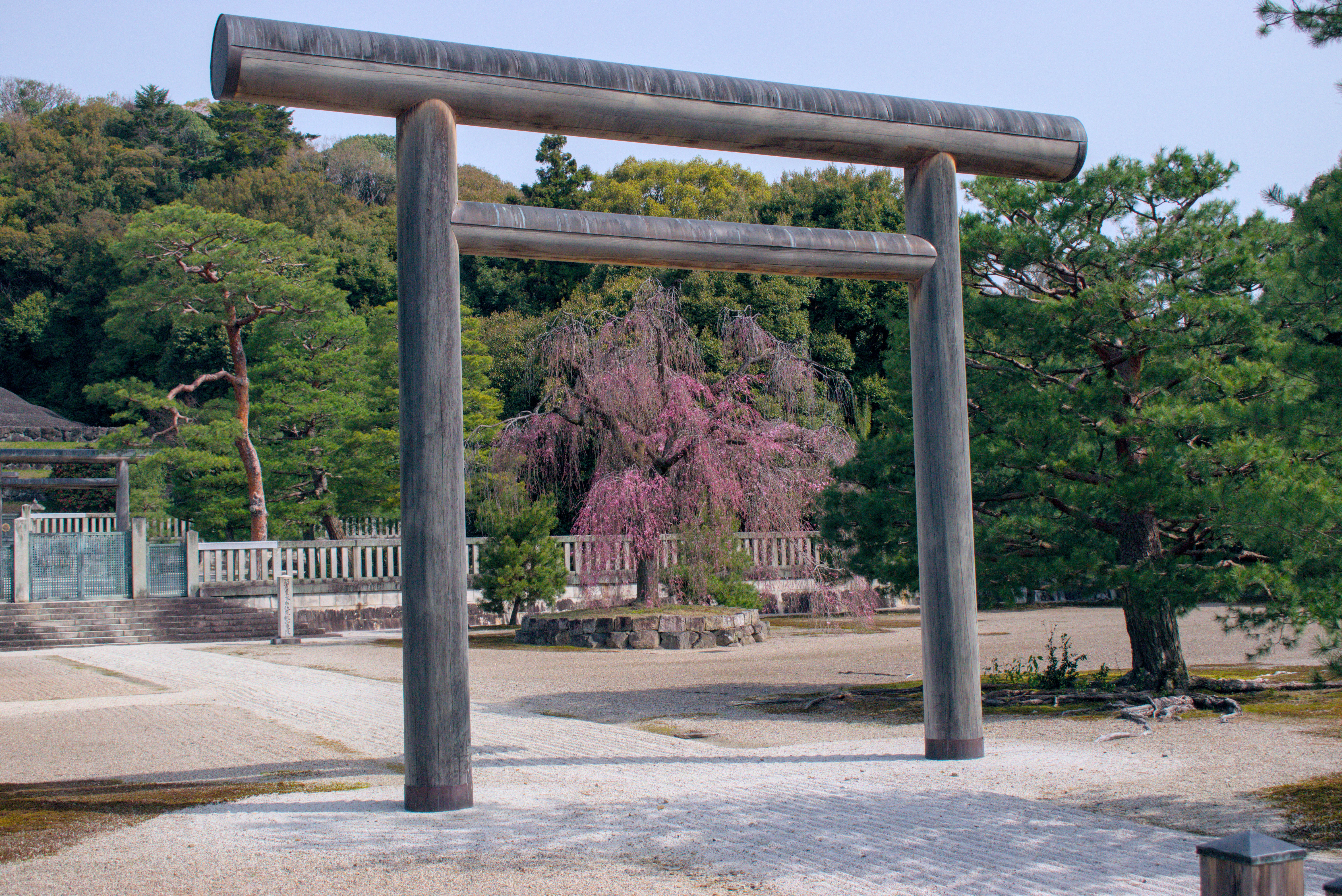 This beautiful sakura tree is located at the tomb of emperor Meiji and his wife.