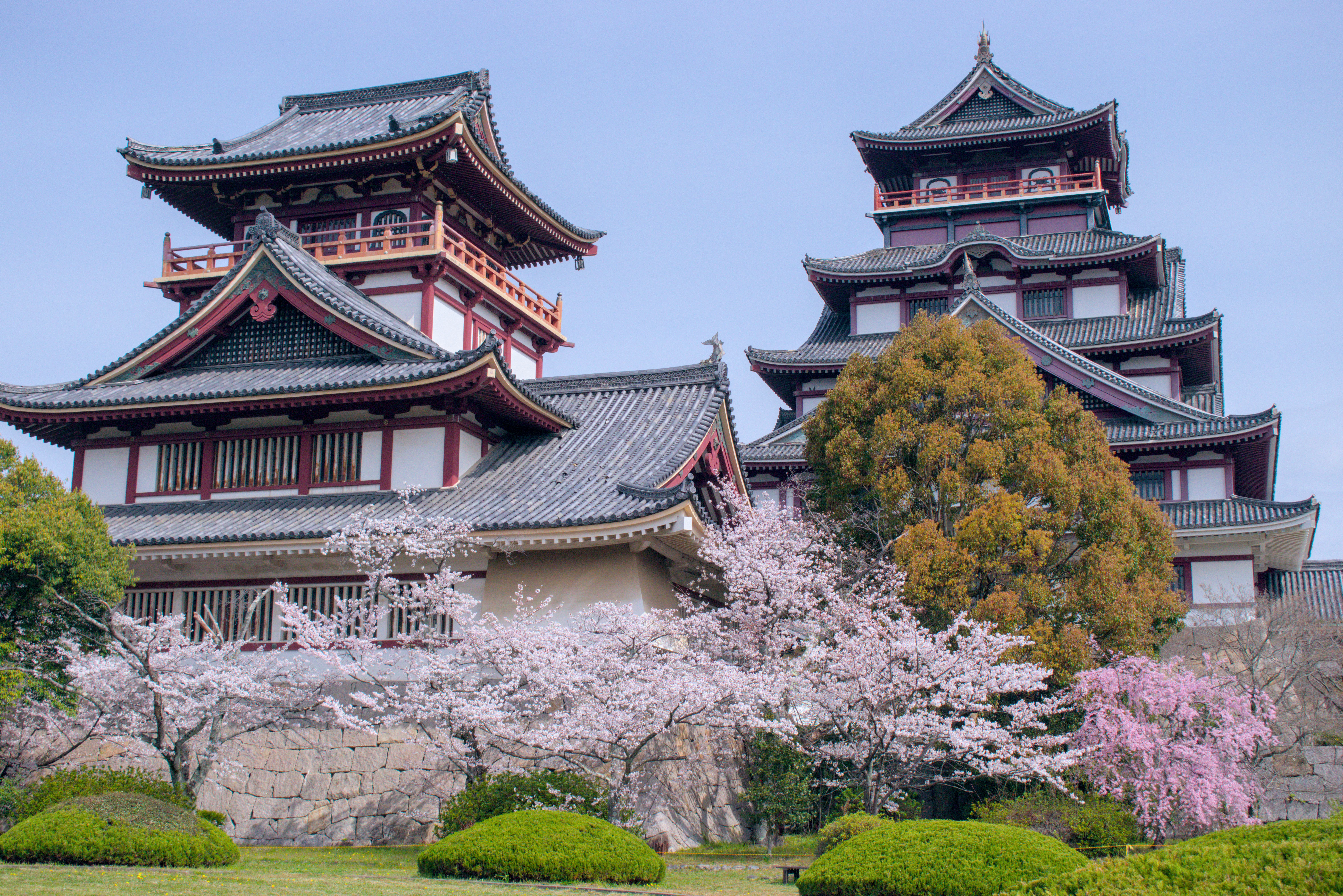 Many places in Japan are beautiful during hanami sakura season, such as Momoyama castle in Kyoto.