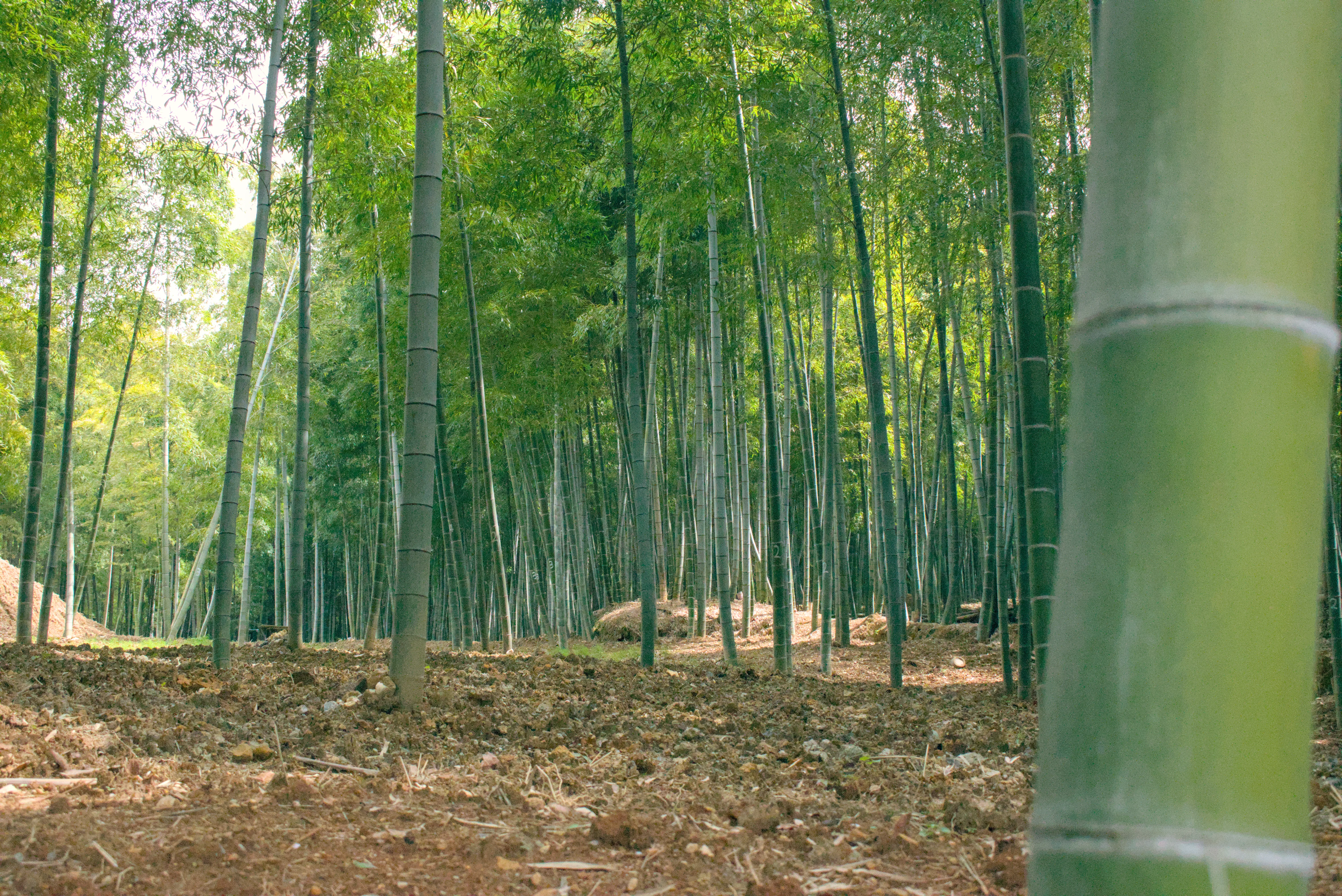 Rakusai Bamboo Forest is a nice and peaceful place at the outskirts of Kyoto.