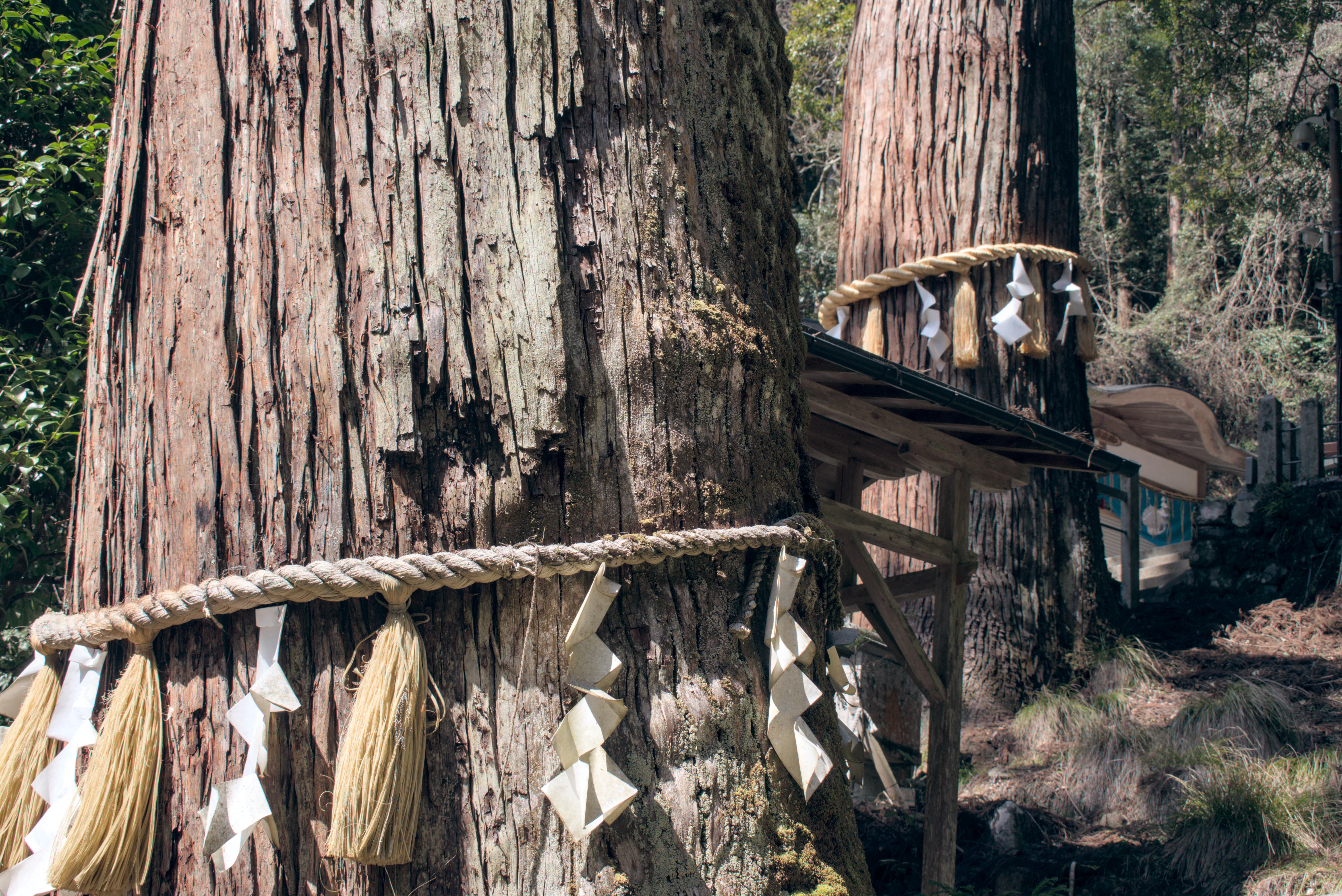 Shinto considers very old and memorable places and objects to be possessed by spirits that should be honored. Hundred years old trees are often worshiped.